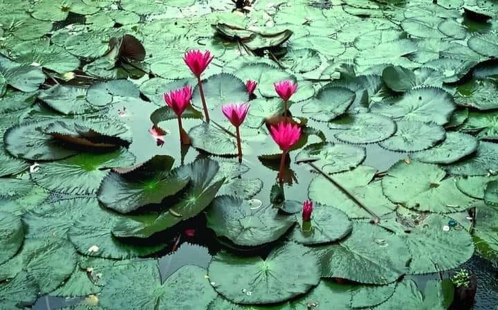 Egyptian Lily's Flower